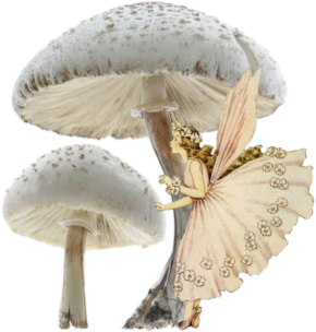 fairy_mushroom static emote