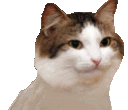 Party_Cat emote