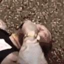 Rrrrr emote