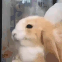 jeje emote