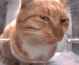 sus emote