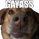 gayass emote