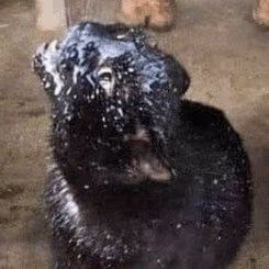 cat emote