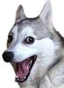 badpun_dog_smile emote