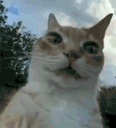 uhhhhh emote