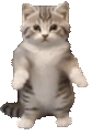 CatTime5 emote