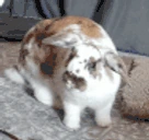 RabbitLeave emote