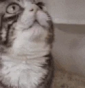 HALP emote