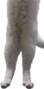 longcat3 emoji