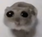 Hampter emote
