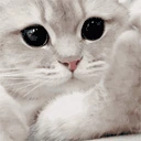 catPunch emote