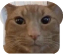 CatBread emote