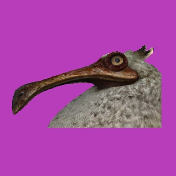 Bruh_FF14 emote