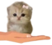 kitten emote