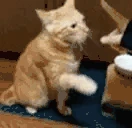 catHand emote