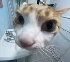 nocatnip emote