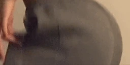 BOOTY emote