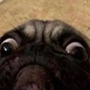 PugOMG emote