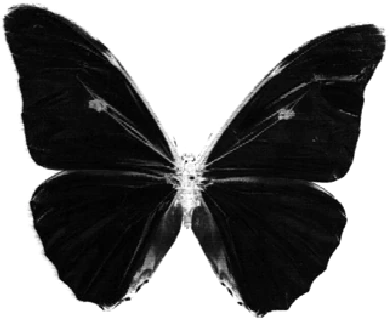 black_butterfly emote