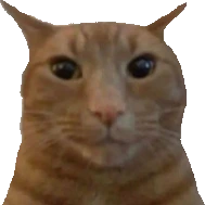 staring_ginger_cat emote