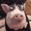 SvinPolice emote