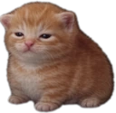 Chudbert emote