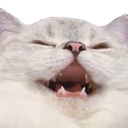 catKEK emote