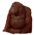 WhereMonkey emote
