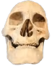 skull_smile emote