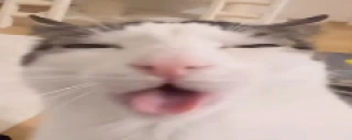 plinkBLEHHHH emote