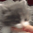 CatBite emote