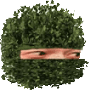 ScavBUSH