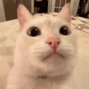 quh emote