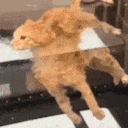cat_float emote