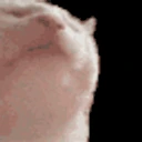 CatJam emote