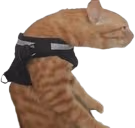 POSTURE emote