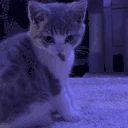 pickling emote