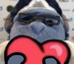 wintonL emote