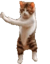 CatTime6 emote