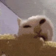 cat_eatcorn emote