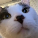 cat_stare emote