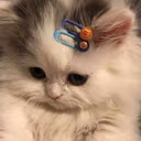 Kitty_Shy emote