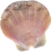 shell_2 emote