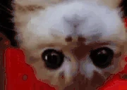 strayaragey emote