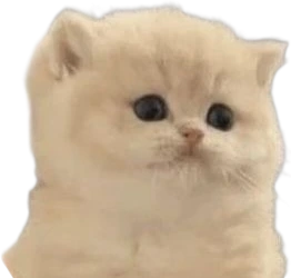 DumbfoundedKitten emote