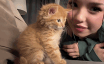 catkiss animated emote