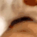 CatBite emote