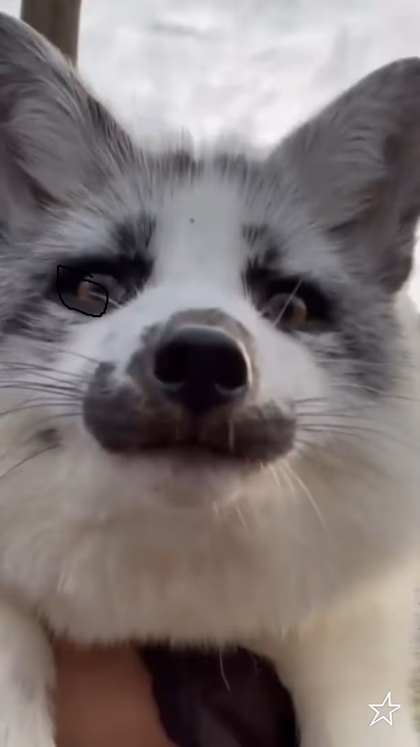Fox emoji