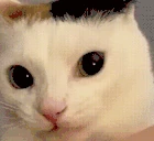 fuh emote