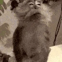 MonkeyBrush emote